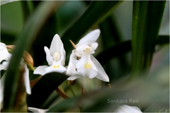 Coelogyne breviscapa